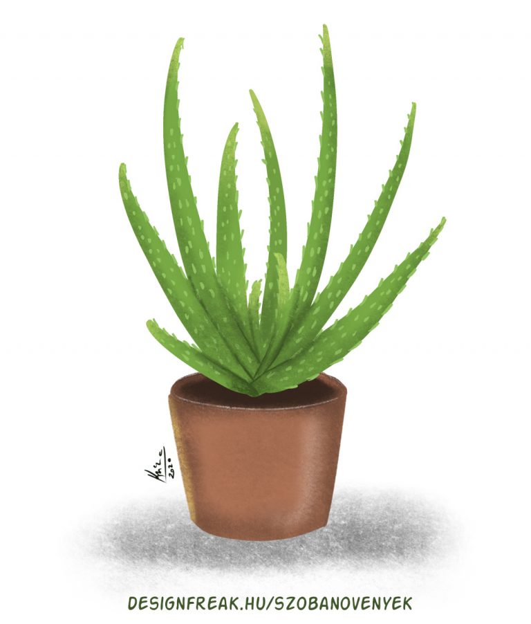 Aloe vera gondozása, vízigénye, fényigénye